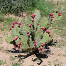 Apple Cactus 7G [Cactcus Peruvianus]